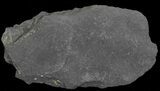 Fossil Graptolites (Didymograptus) - Great Britain #66630-1